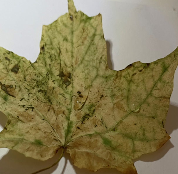 wet leaf