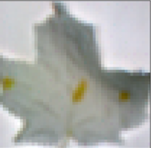 wet leaf imaged multispectrally